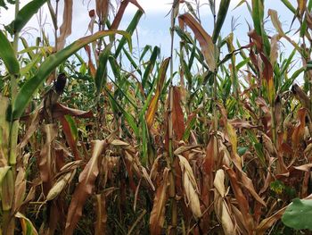 Close-up of crops on field