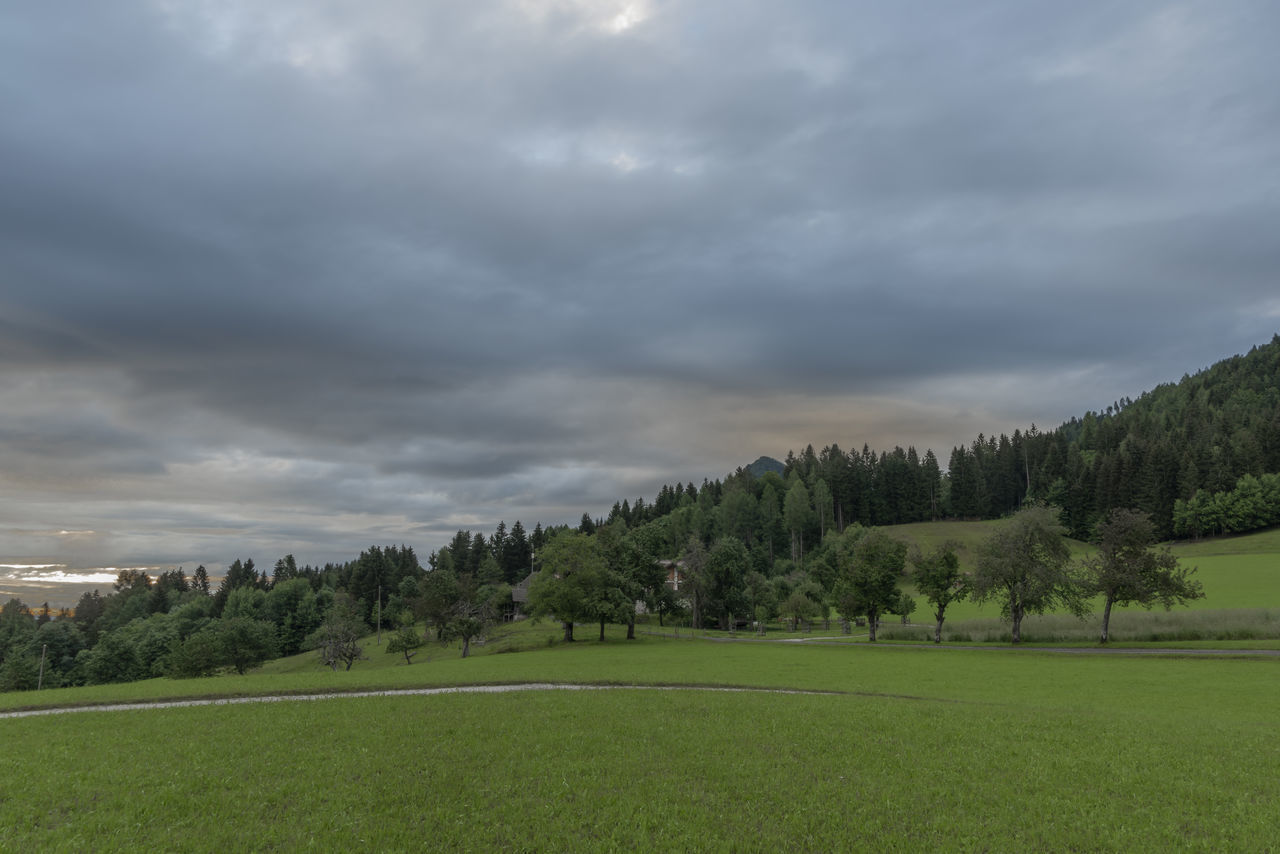 TREES ON FIELD AGAINST SKY