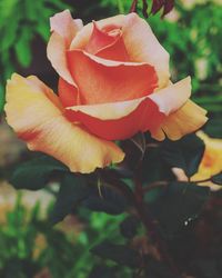 Close-up of rose plant