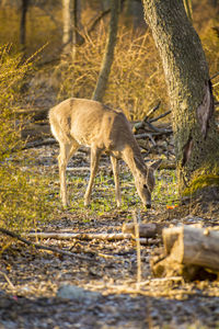 Deer in a forest