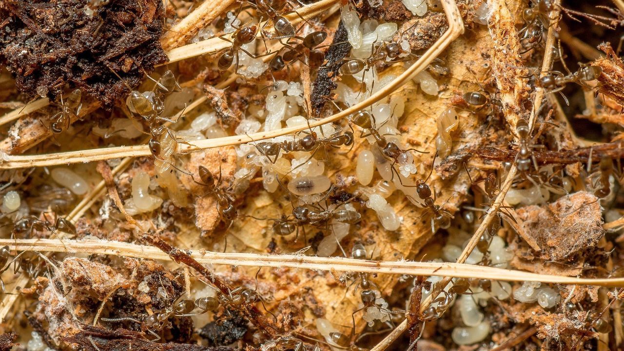 dry, leaf, autumn, change, nature, leaves, high angle view, growth, fallen, twig, close-up, plant, field, tranquility, day, full frame, backgrounds, outdoors, no people, abundance