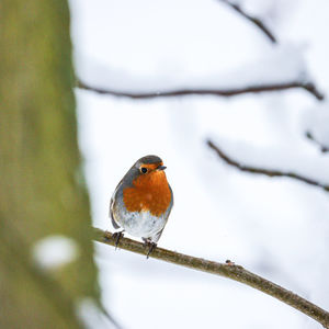 Close-up of bird perching on a branch