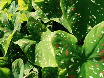 Close-up of wet plant leaves