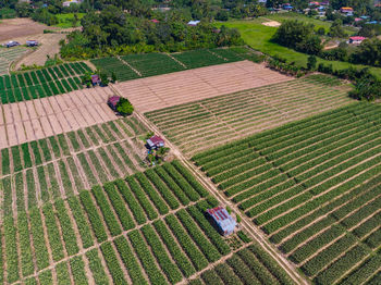 High angle view of agricultural field