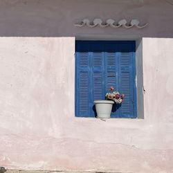 Potted plant against wall