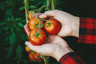 Picking ripe red tomatoes from vine in greenhouse, gardener tomato bunch in hands