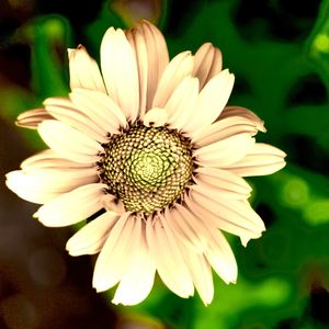 Close-up of flower blooming outdoors