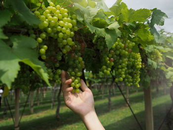 Cropped image of hand holding grapes in vineyard