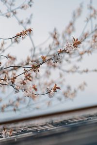 Close-up of cherry blossoms against sky