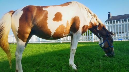 Horse grazing on field