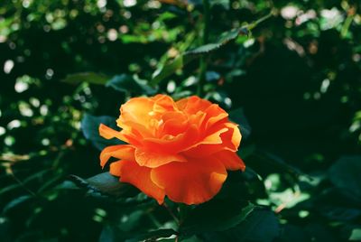 Close-up of orange flower