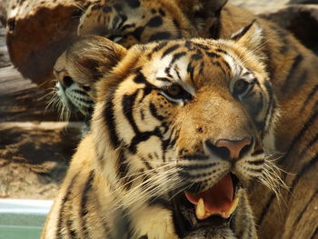 Close-up of tiger