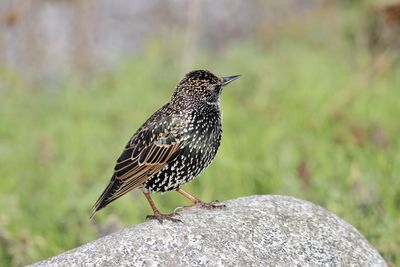 Close-up of bird perching on rock