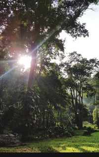 Low angle view of trees in forest