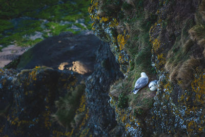 High angle view of seagulls on rocky cliff