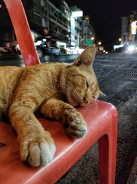 Cat lying in a city