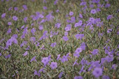 Close-up of purple crocus flowers on field