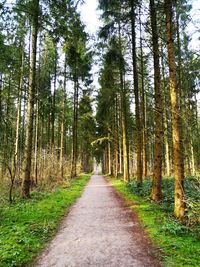 Footpath amidst pine trees in forest