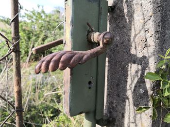 Close-up of an animal on tree trunk