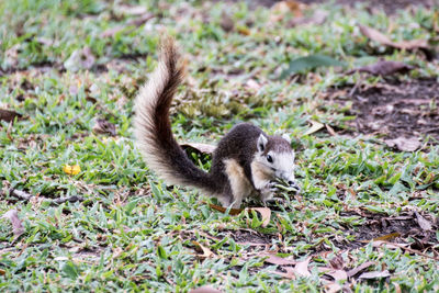 Close-up of squirrel on grass