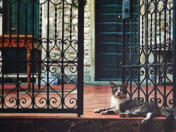 Portrait of cat sitting by window