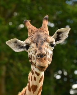 Close-up of giraffe in forest