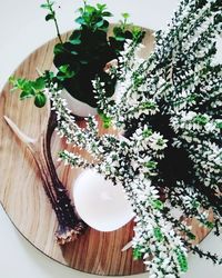 High angle view of potted plant on table