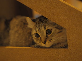 Close-up portrait of cat