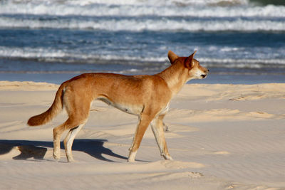Side view of dog on beach