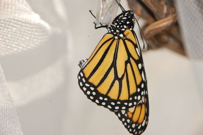 Close-up of butterfly