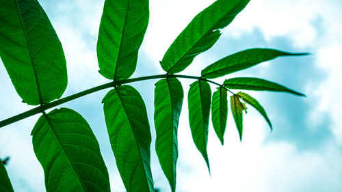 Low angle view of leaves against sky