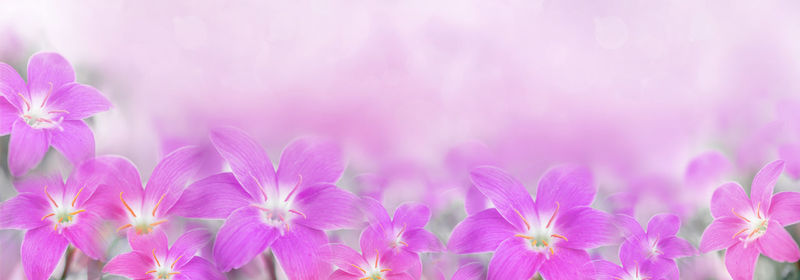 Close-up of pink flowering plants