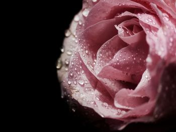 Close-up of wet pink rose