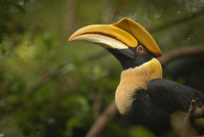 Close-up of bird perching on a plant