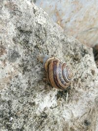 Close-up of snail on rock