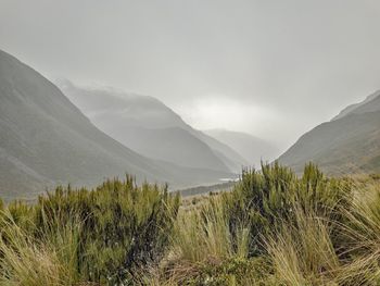 Plants growing on land against sky