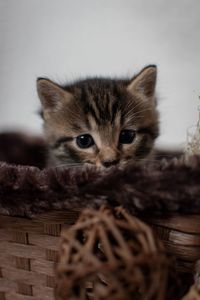 Close-up portrait of kitten in basket