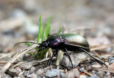 Close-up of insect