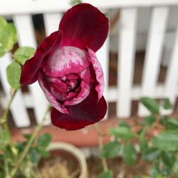 Close-up of pink rose