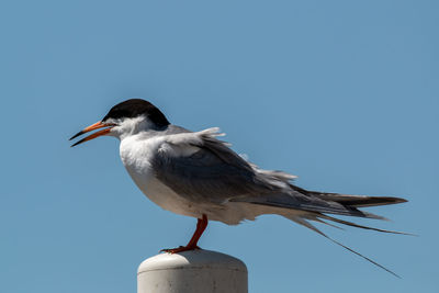 Low angle view of tern perching on a wall