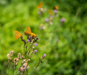 Close-up of butterfly pollinating on purple flower