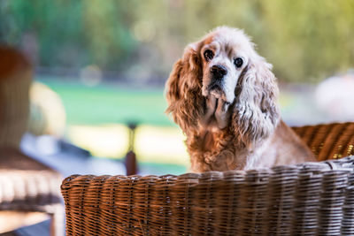 Close-up of a dog looking away