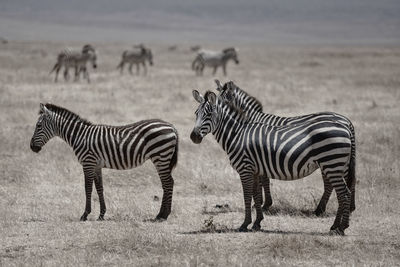 View of zebras on field