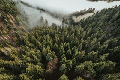 High angle view of pine trees against sky