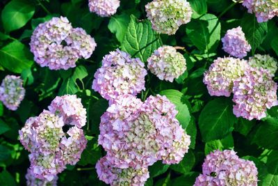 Close-up of pink flowering plants