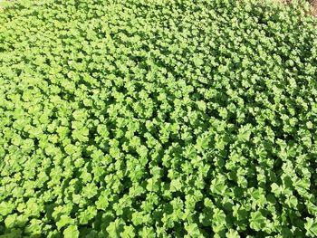 Full frame shot of plants growing on field