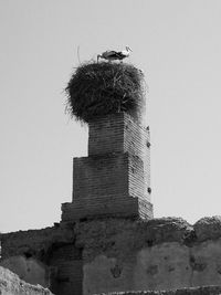Low angle view of bird perching on nest against sky