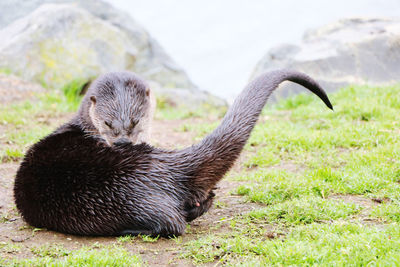 Close-up of a n otter on field