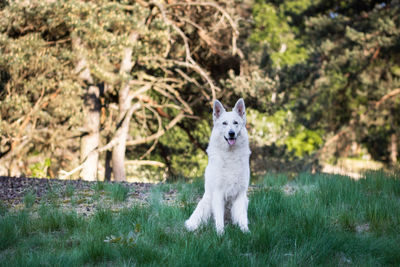 Portrait of dog sitting on field