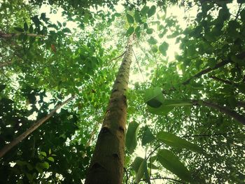 Low angle view of bamboo trees in forest